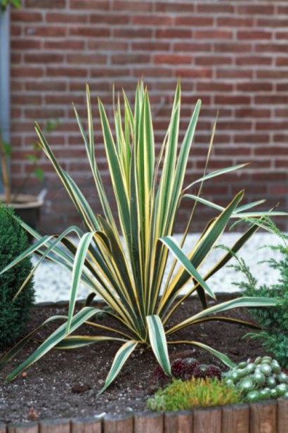 Юкка нитчата Брайт Едж із біло-золотими краями.